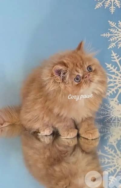adorable orange persian!