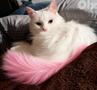 pinky is looking for a loving home