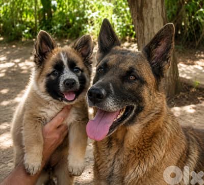 Male German Malinois Shepherd LONG hair BIG size