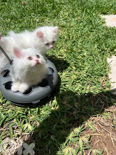 Adorable 2 Month Old Cats