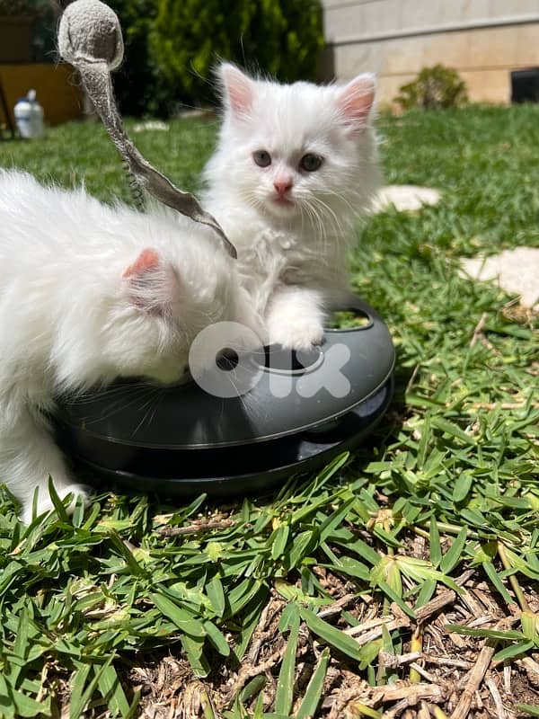 Adorable Long Hair Kittens 1