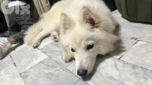 swiss shepherd