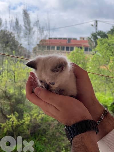 2 cats himalayan age 3 months