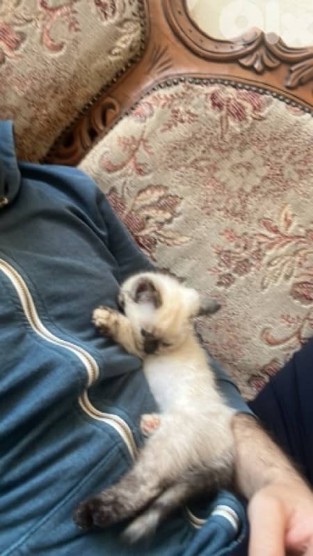2 cats himalayan age 3 months 2