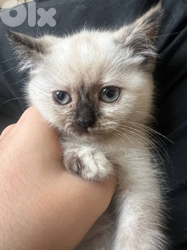 2 cats himalayan age 3 months 3