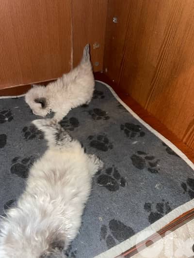 Persian and Himalayan kitten-new Born-House Raised