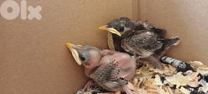 فراخ مينا mynah