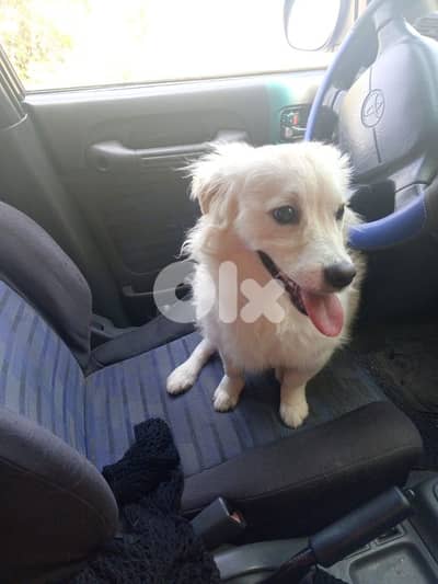 bichon