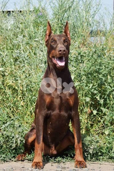 doberman