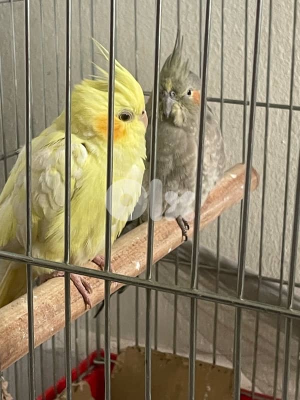 بوشرية 3