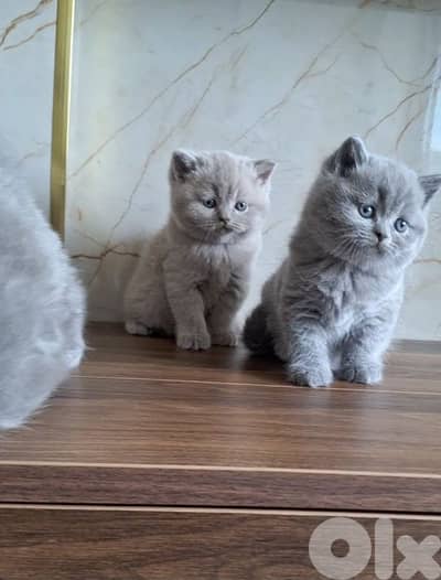 British shorthair & Scottish fold kittens for RESERVATION