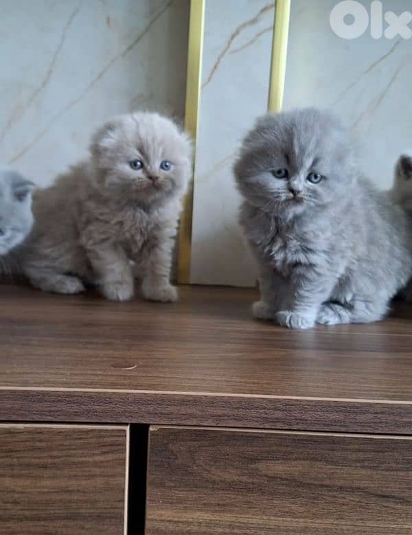British shorthair & Scottish fold kittens for Sale 6