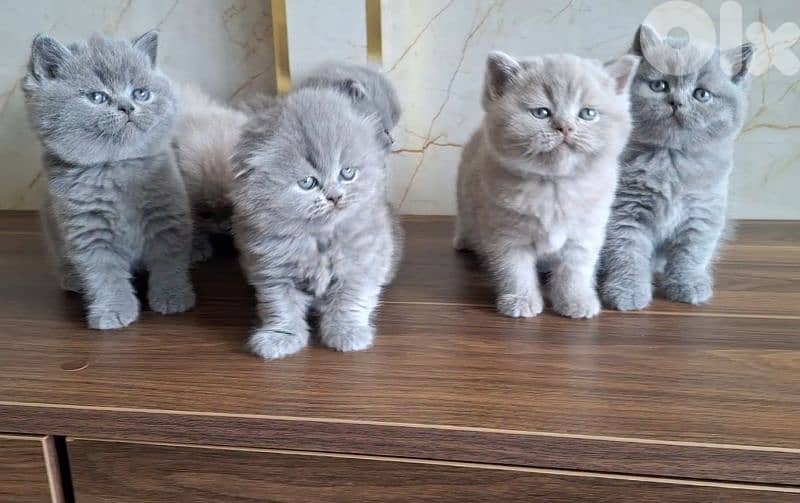 British shorthair & Scottish fold kittens for Sale 7