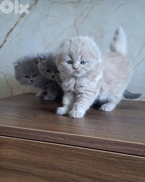 British shorthair & Scottish fold kittens for Sale 17