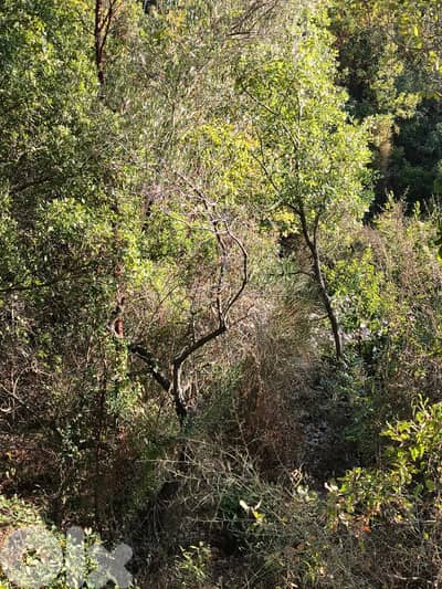 Spacious Land for Sale in Kfarhatna, Batroun - 2,085 sqm