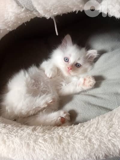 mixed persian with British short hair kittens for sale