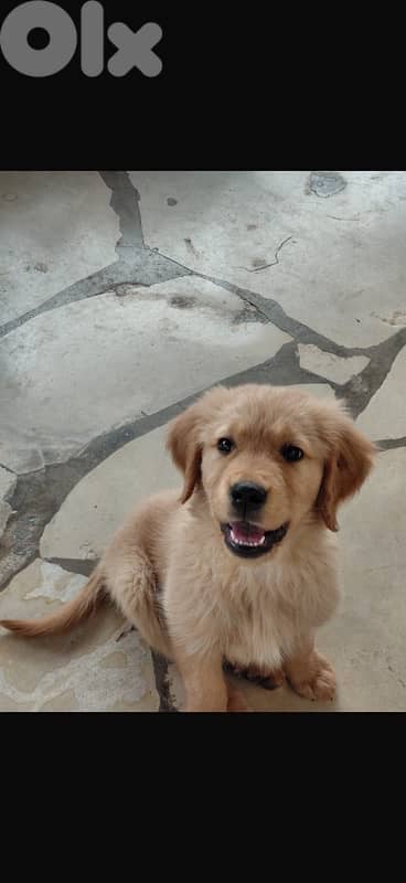 golden retriever 03565228