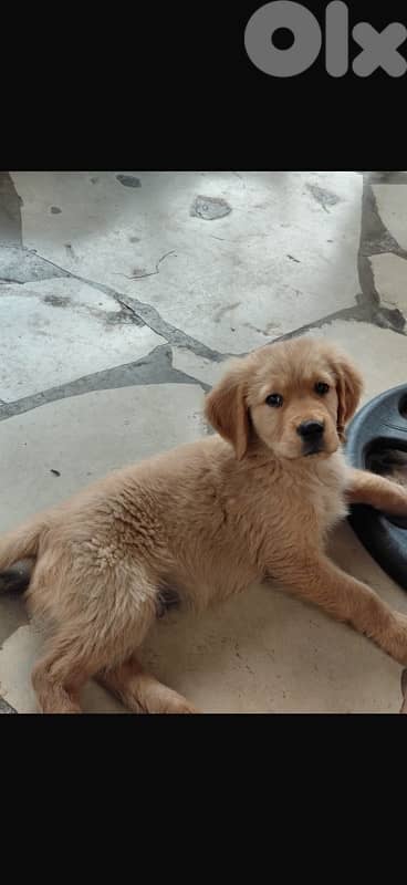 golden retriever 03565228 1