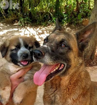 Puppy Male German Malinois Shepherd LONG hair BIG size