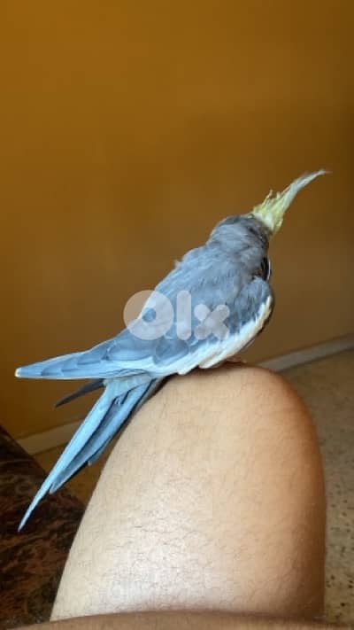 super tamed cockatiel