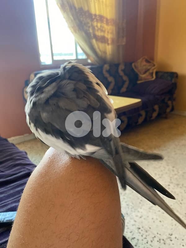 super tamed cockatiel 1