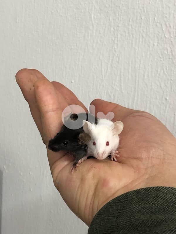 Russian Dwarf Hamsters and fancy mice for sale 4