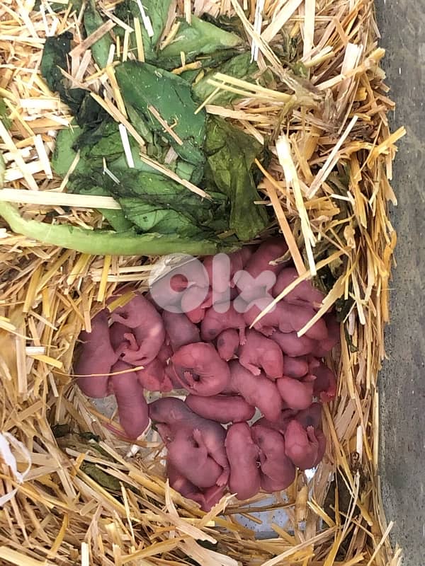Russian Dwarf Hamsters and fancy mice for sale 6