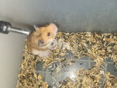 hamsters