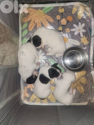 dogs for sale
