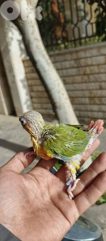 فراخ كونيور و كروان تزقيم
