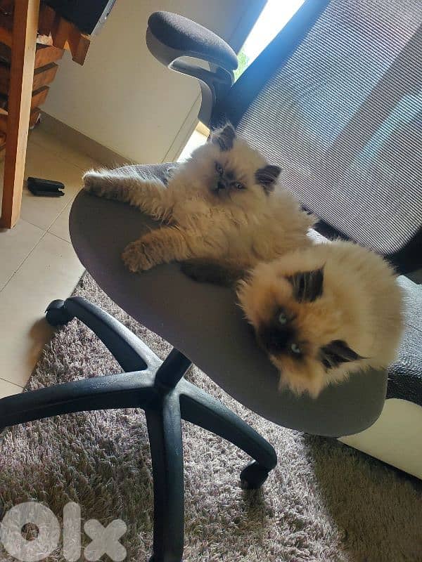 himalayan cats 1