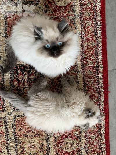 himalayan cats