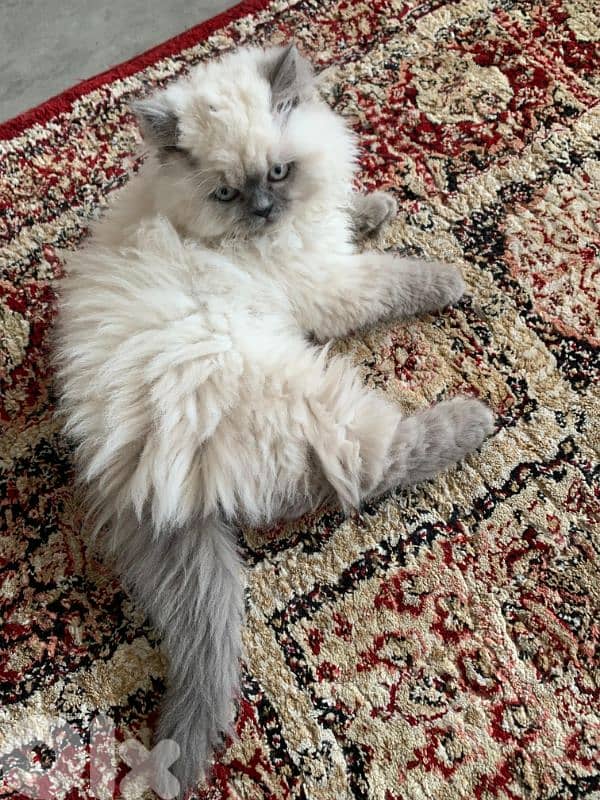 himalayan cats 2