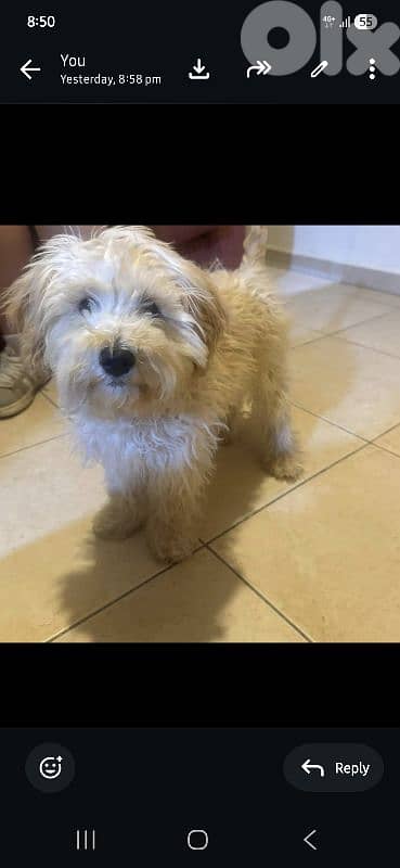 dog for adoption