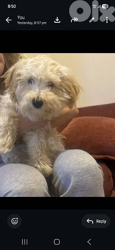 dog for adoption 1