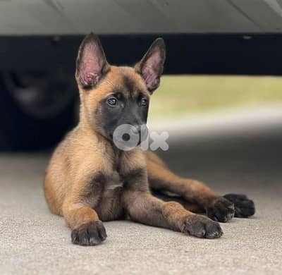 Belgian Malinois Puppies - in store & delivery