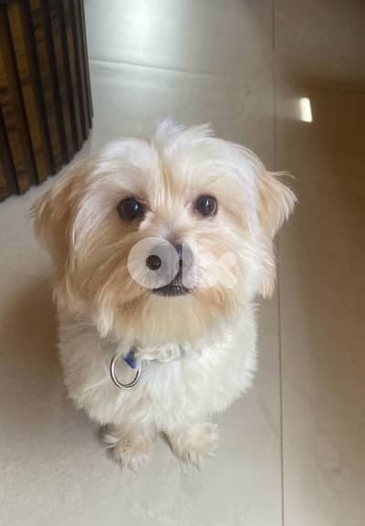 snowy , bichon maltese