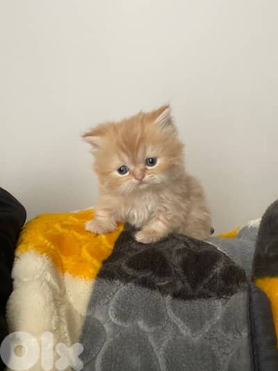persien cats