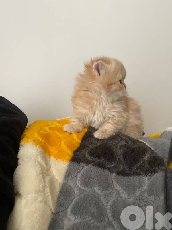 persien cats 1