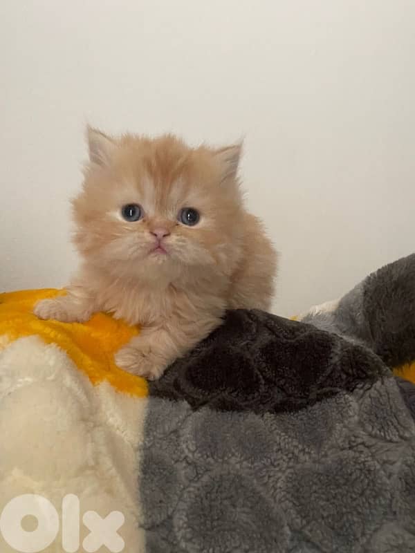 persien cats 3