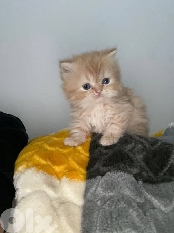 persien cats 5