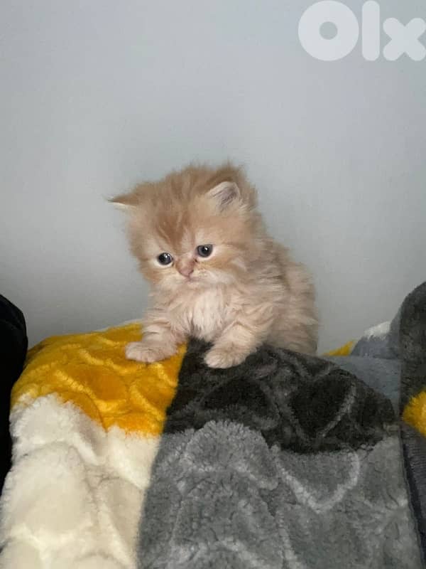 persien cats 7