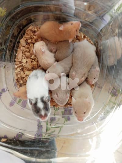 hamsters