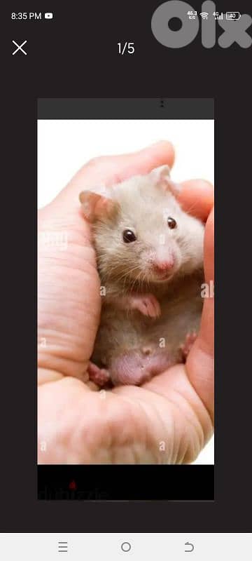 hamsters 3