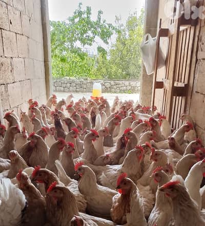 دجاج صونيا ب ٦٠٠ ألف 76419998