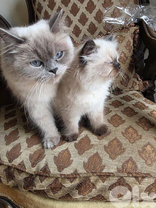 2 monthes female 1