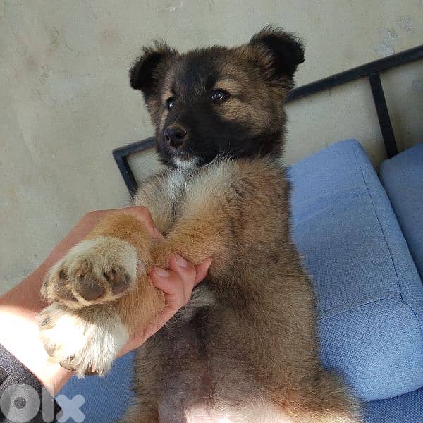 dog 4 sale mix between German shepherd and malinois 1