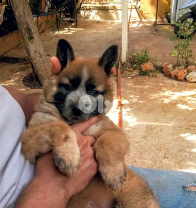 Puppy Male German Malinois Shepherd LONG hair BIG size