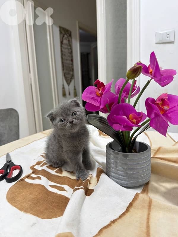 kitten 2