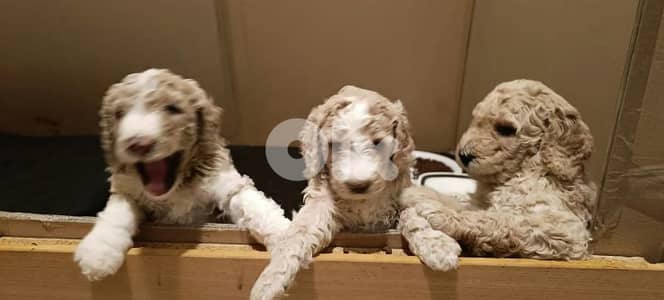 standard poodle
